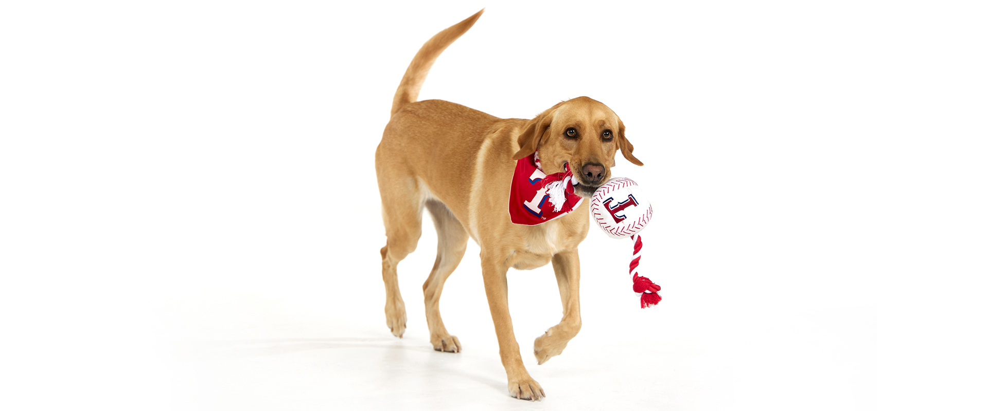 Yellow lab dog in red texas rangers bandana holding a toy